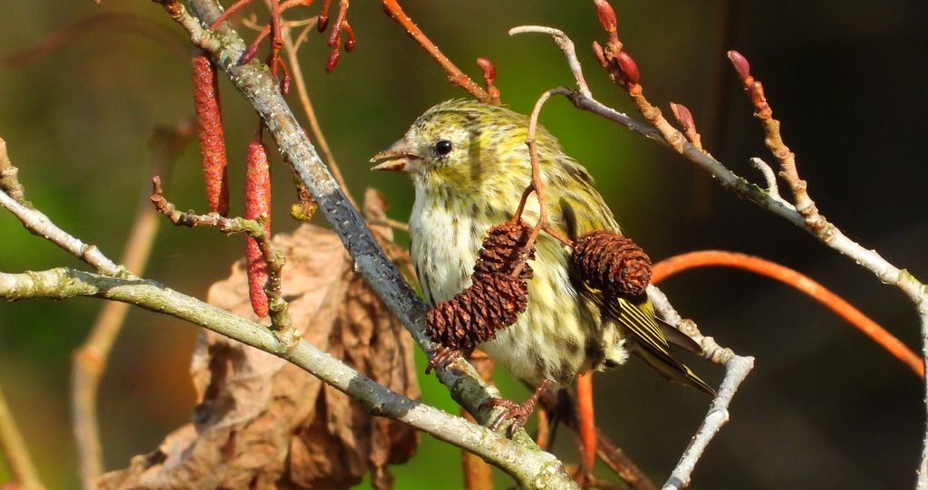 Czyż zwyczajny, czyż, czyż pospolity, czyżyk (Spinus spinus)