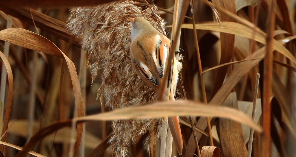 Wąsatka (Panurus biarmicus)