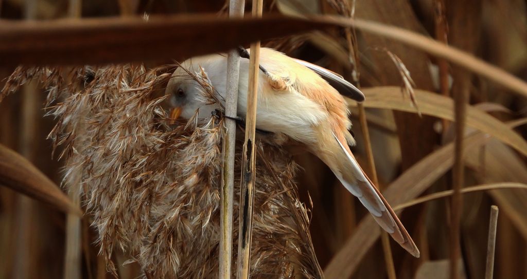 Wąsatka (Panurus biarmicus)