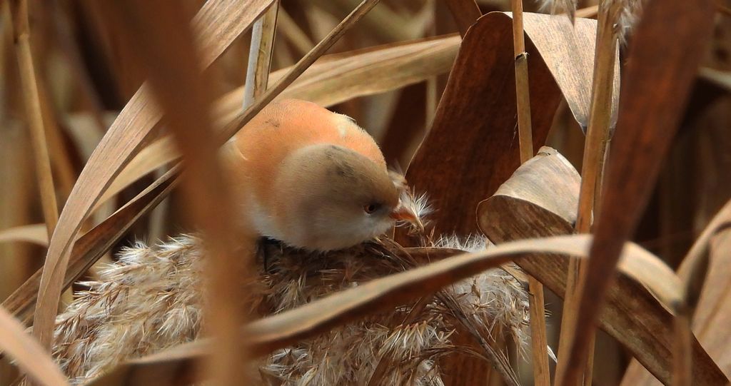Wąsatka (Panurus biarmicus)