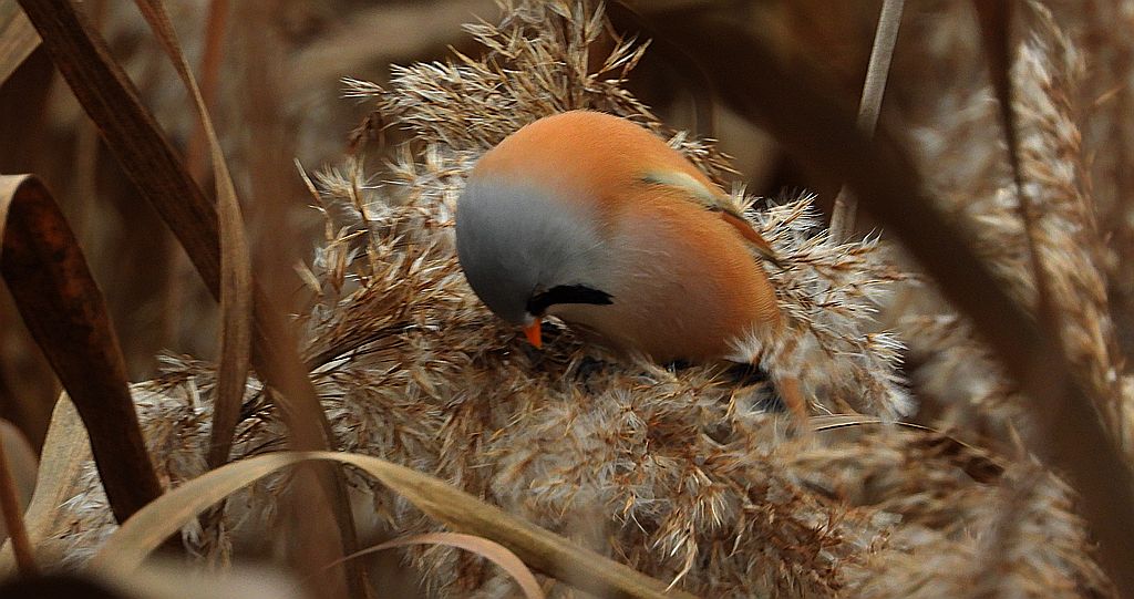 Wąsatka (Panurus biarmicus)