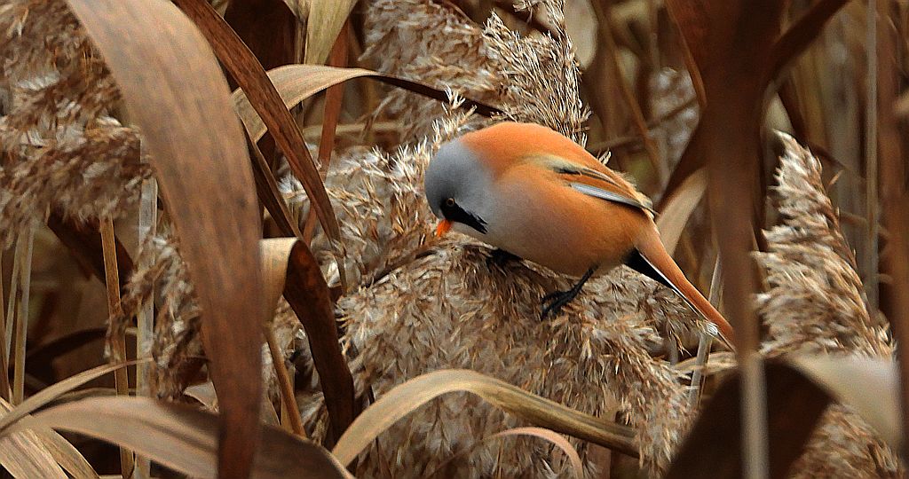 Wąsatka (Panurus biarmicus)