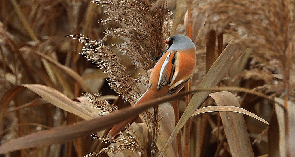 Wąsatka (Panurus biarmicus)