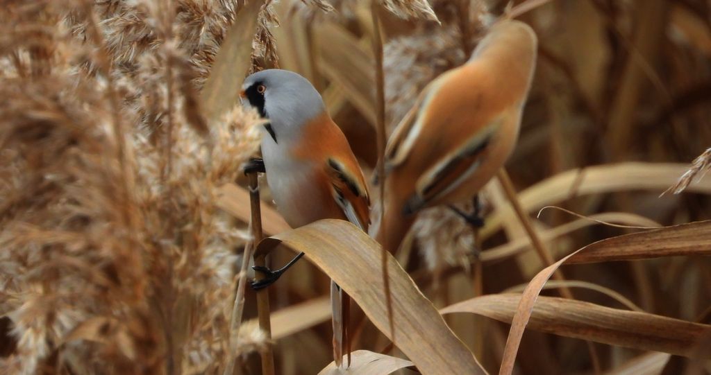 Wąsatka (Panurus biarmicus)