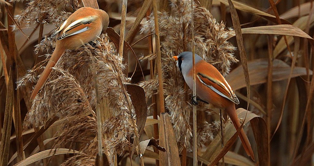 Wąsatka (Panurus biarmicus)