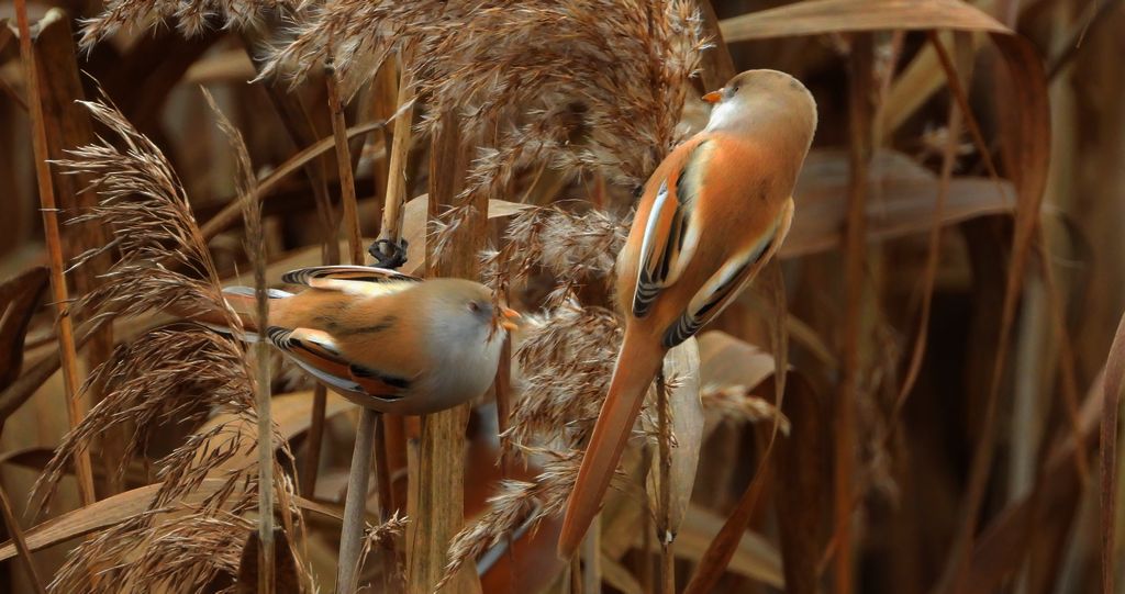 Wąsatka (Panurus biarmicus)