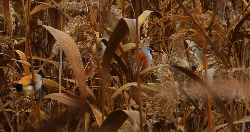 Wąsatka (Panurus biarmicus)
