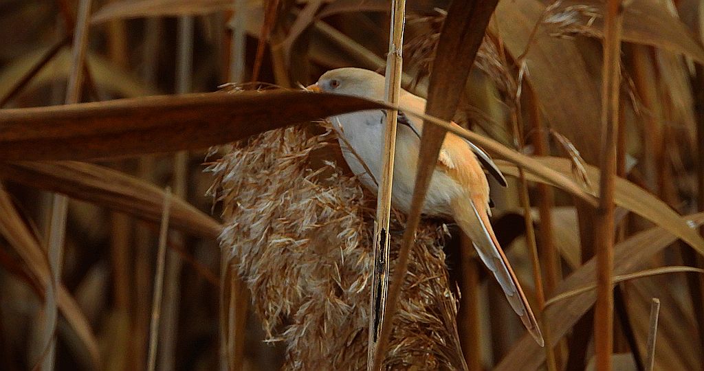 Wąsatka (Panurus biarmicus)