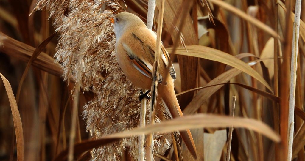 Wąsatka (Panurus biarmicus)