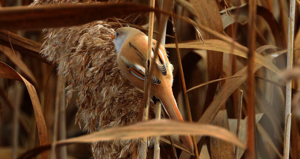 Wąsatka (Panurus biarmicus)