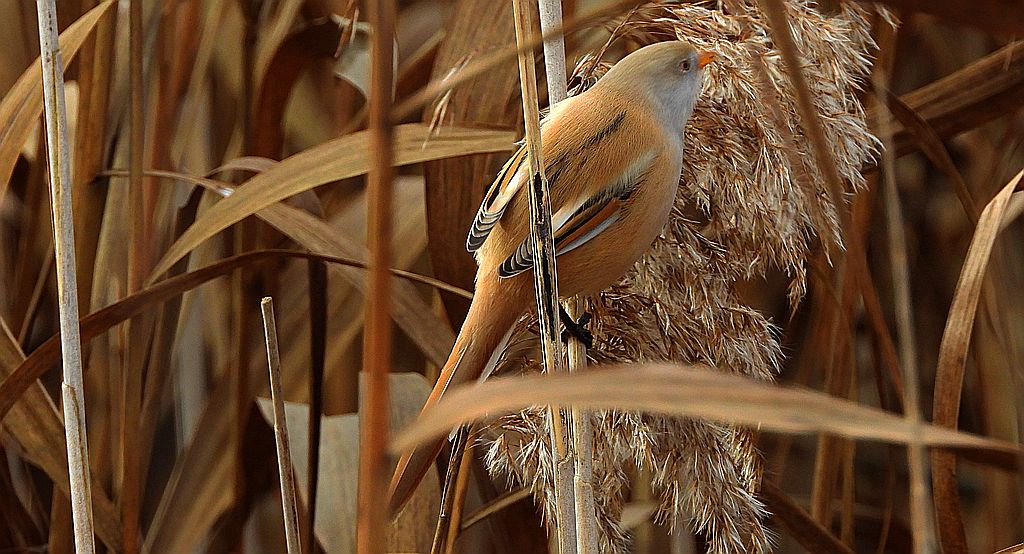 Wąsatka (Panurus biarmicus)