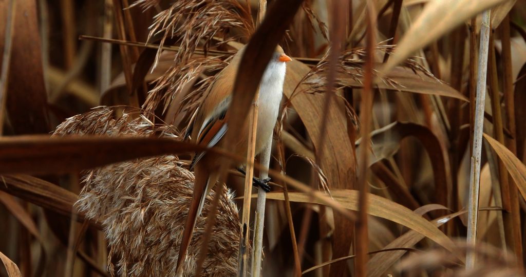 Wąsatka (Panurus biarmicus)