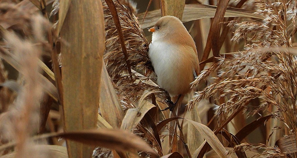 Wąsatka (Panurus biarmicus)