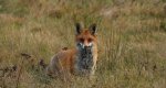 Lis rudy, lis pospolity (Vulpes vulpes)