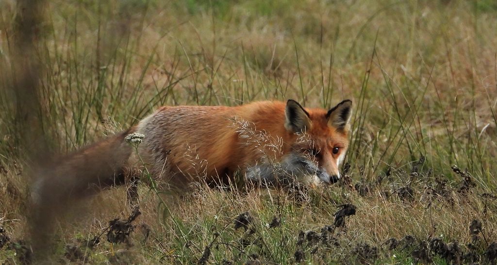 Lis rudy, lis pospolity (Vulpes vulpes)