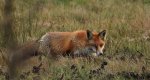 Lis rudy, lis pospolity (Vulpes vulpes)