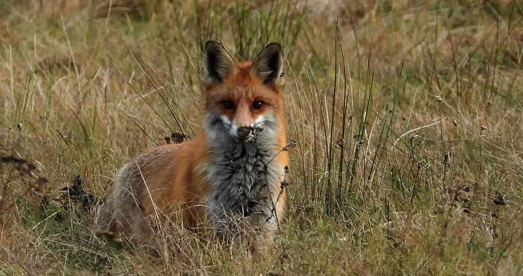 Lis rudy, lis pospolity (Vulpes vulpes)