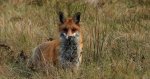 Lis rudy, lis pospolity (Vulpes vulpes)