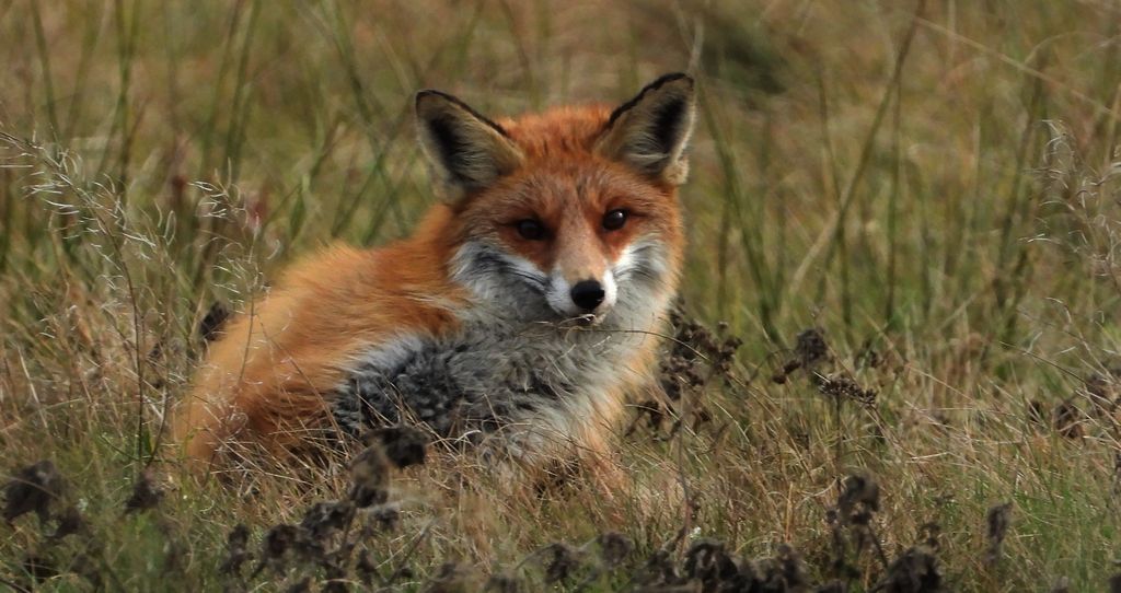 Lis rudy, lis pospolity (Vulpes vulpes)