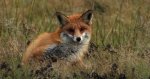 Lis rudy, lis pospolity (Vulpes vulpes)