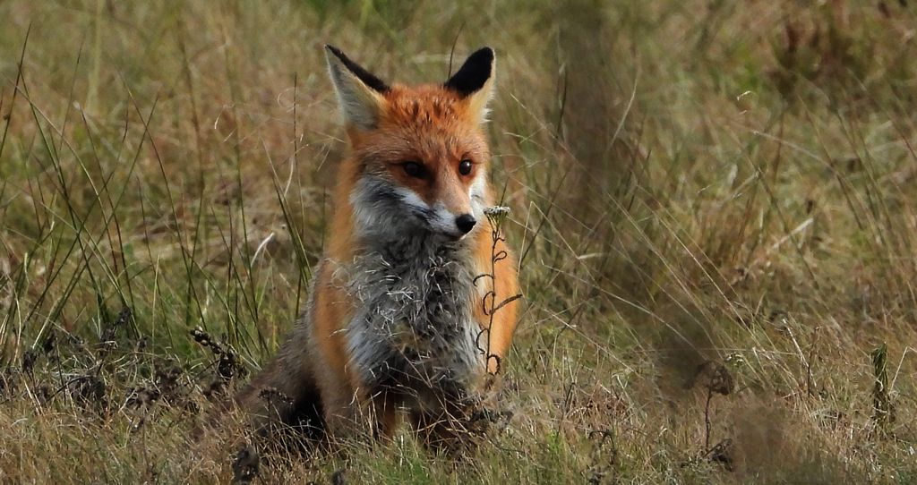 Lis rudy, lis pospolity (Vulpes vulpes)