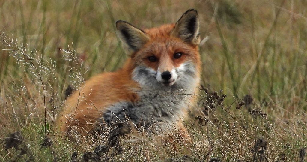 Lis rudy, lis pospolity (Vulpes vulpes)