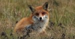 Lis rudy, lis pospolity (Vulpes vulpes)