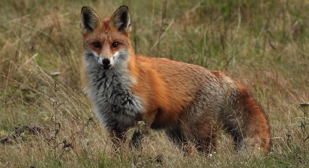 Lis rudy, lis pospolity (Vulpes vulpes)