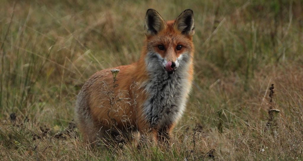 Lis rudy, lis pospolity (Vulpes vulpes)