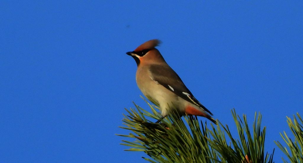Jemiołuszka zwyczajna, jemiołuszka, jemiołucha (Bombycilla garrulus)