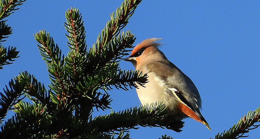 Jemiołuszka zwyczajna, jemiołuszka, jemiołucha (Bombycilla garrulus)