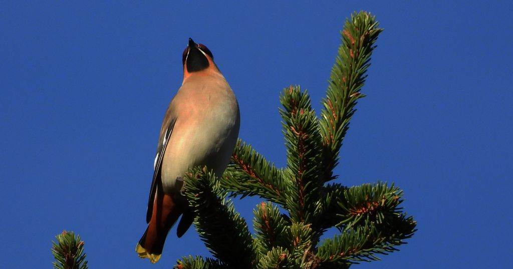 Jemiołuszka zwyczajna, jemiołuszka, jemiołucha (Bombycilla garrulus)