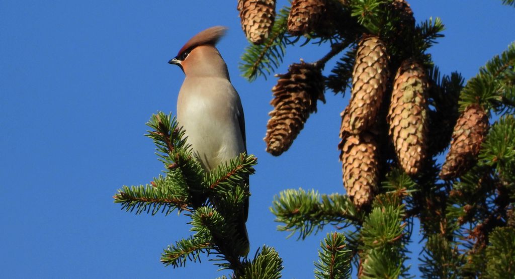 Jemiołuszka zwyczajna, jemiołuszka, jemiołucha (Bombycilla garrulus)