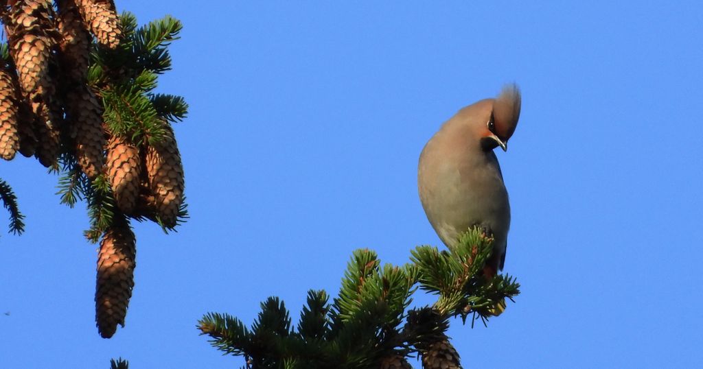 Jemiołuszka zwyczajna, jemiołuszka, jemiołucha (Bombycilla garrulus)