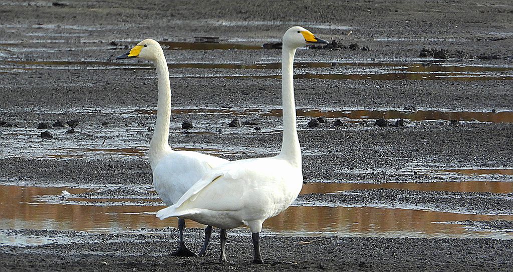 Łabędź krzykliwy (Cygnus cygnus)