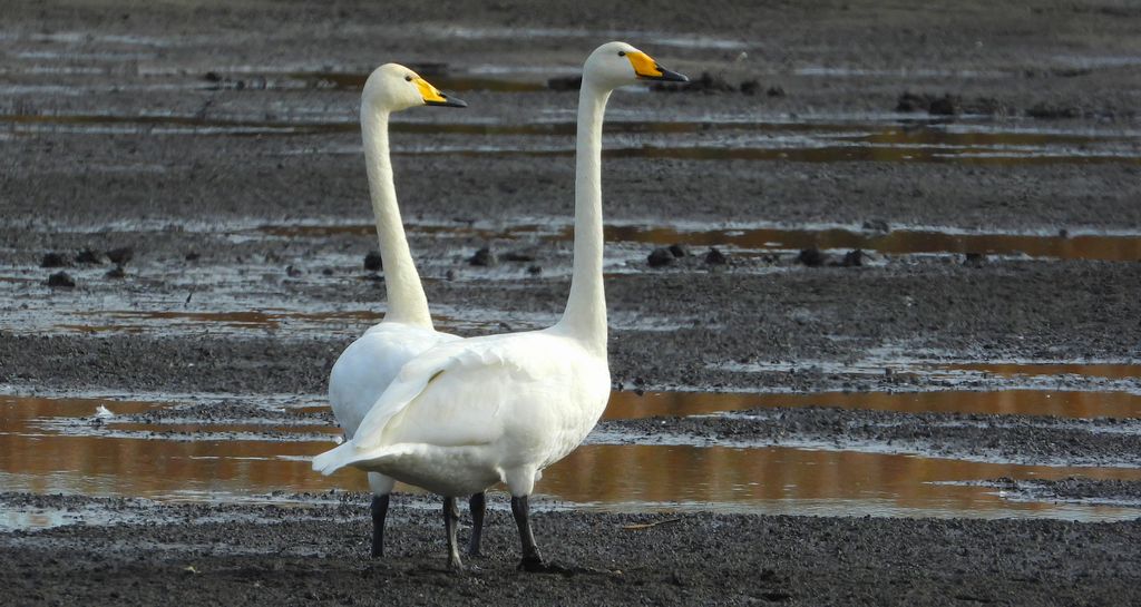 Łabędź krzykliwy (Cygnus cygnus)