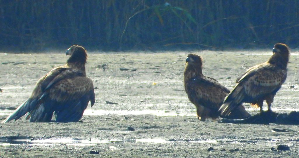Bielik, bielik zwyczajny, orzeł bielik, birkut (Haliaeetus albicilla)