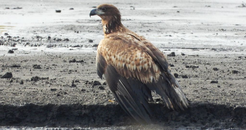 Bielik, bielik zwyczajny, orzeł bielik, birkut (Haliaeetus albicilla)