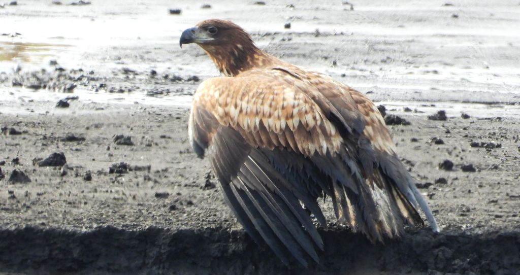 Bielik, bielik zwyczajny, orzeł bielik, birkut (Haliaeetus albicilla)