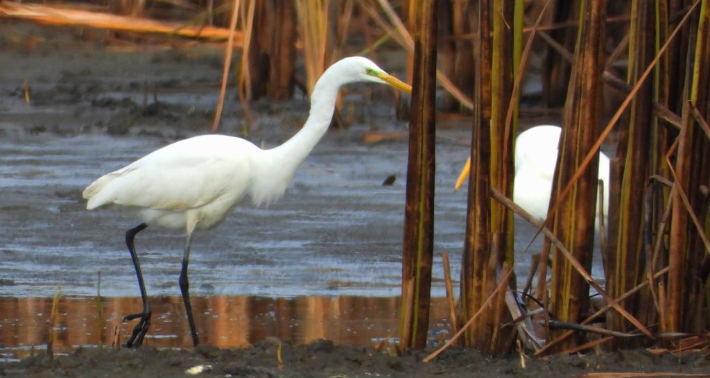 Czapla biała (Ardea alba)