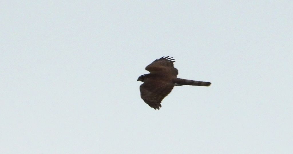 Krogulec zwyczajny, krogulec, jastrząb wróblarz (Accipiter nisus)