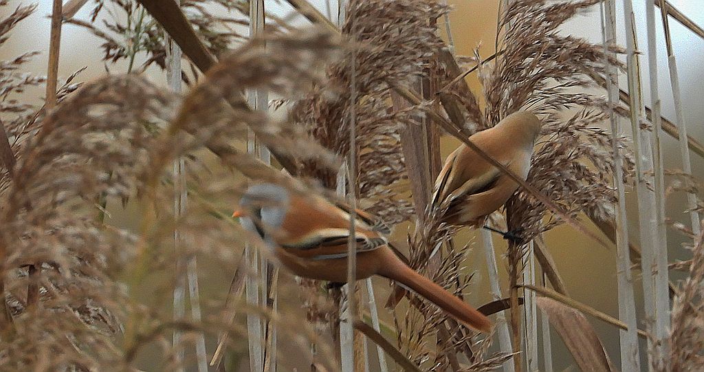 Wąsatka (Panurus biarmicus)