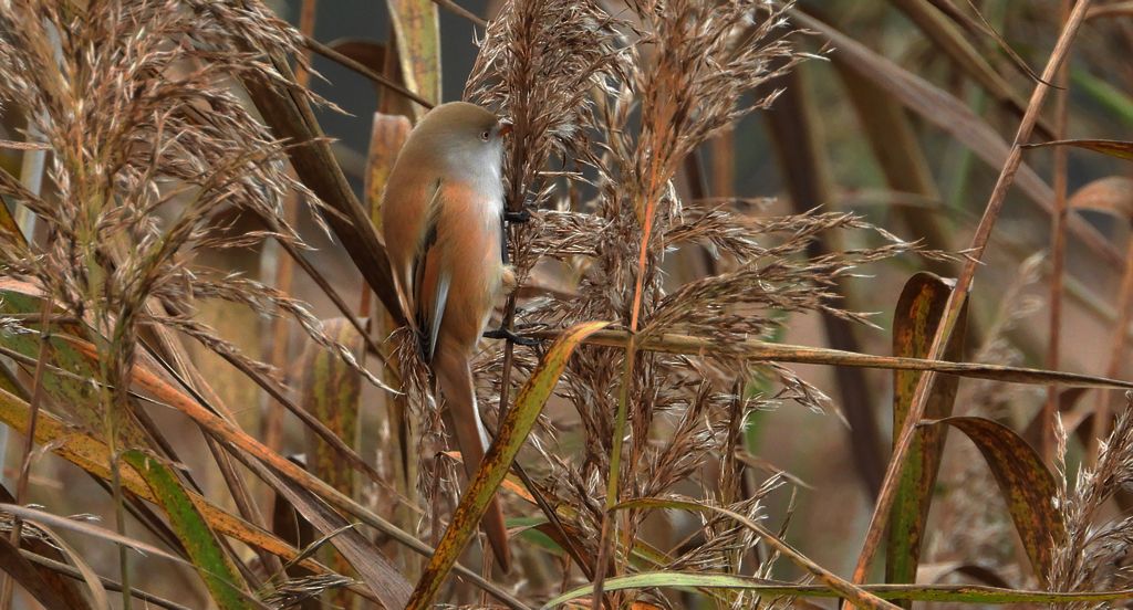 Wąsatka (Panurus biarmicus)