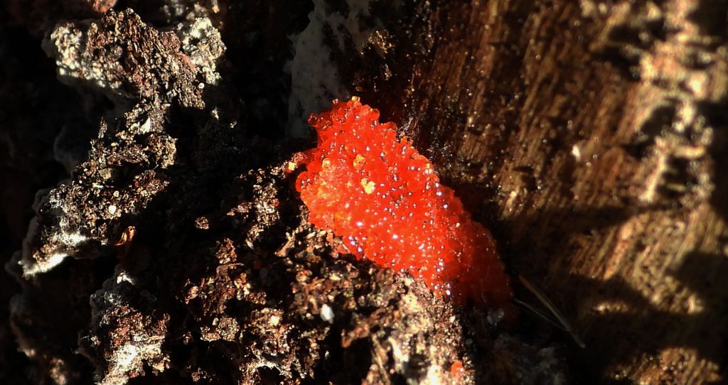 Zlepniczek walcowaty (Tubifera ferruginosa)