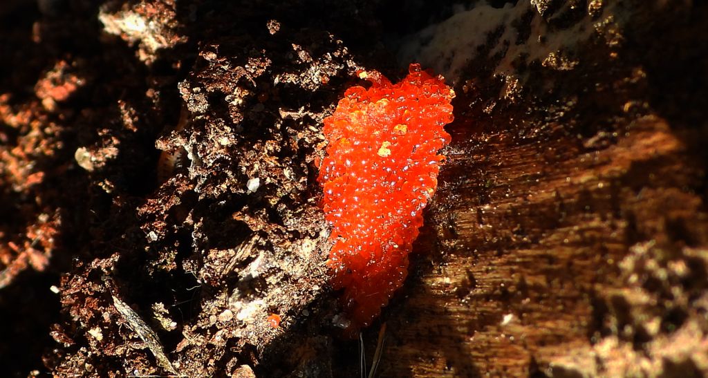 Zlepniczek walcowaty (Tubifera ferruginosa)