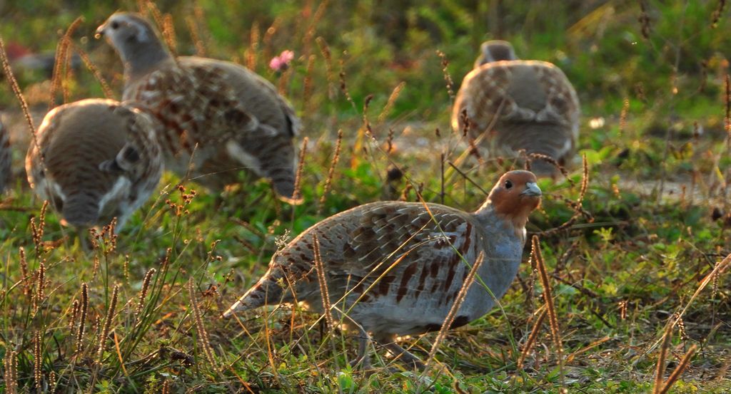 Kuropatwa zwyczajna, kuropatwa (Perdix perdix)