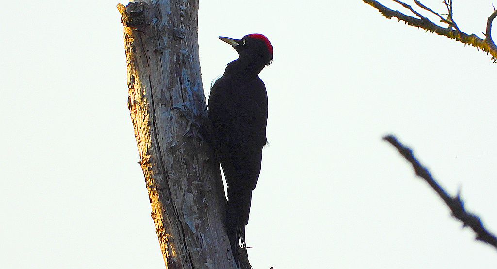 Dzięcioł czarny (Dryocopus martius)