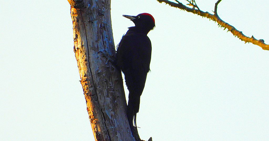 Dzięcioł czarny (Dryocopus martius)