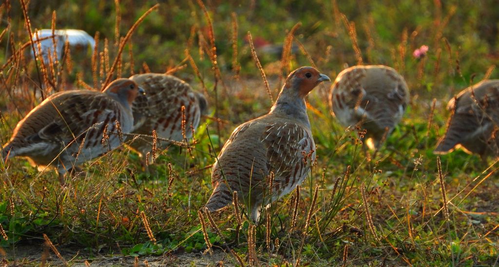 Kuropatwa zwyczajna, kuropatwa (Perdix perdix)