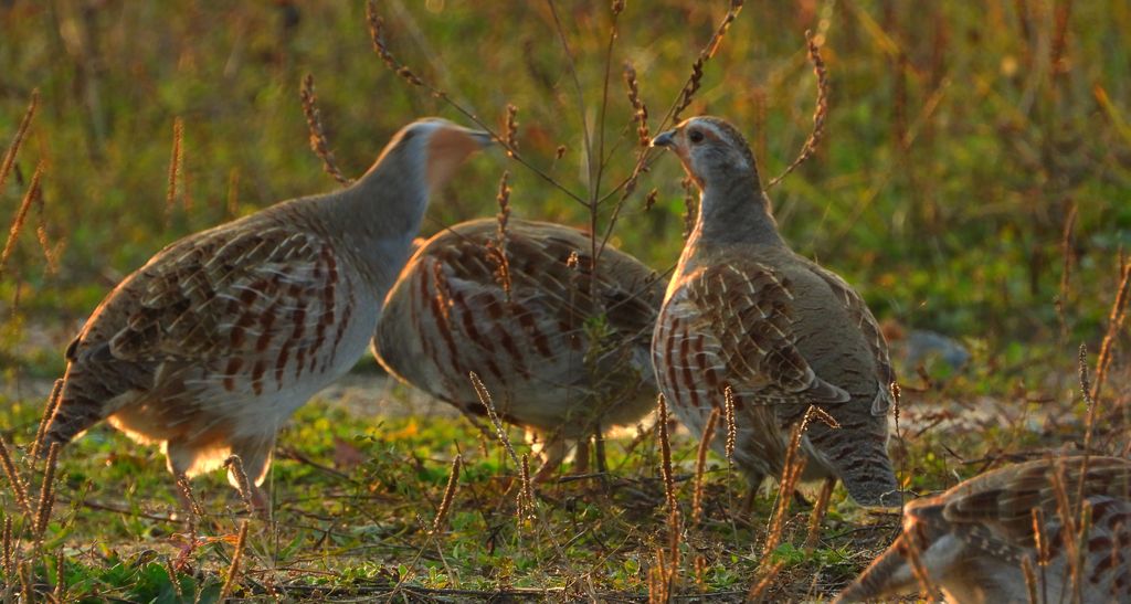 Kuropatwa zwyczajna, kuropatwa (Perdix perdix)